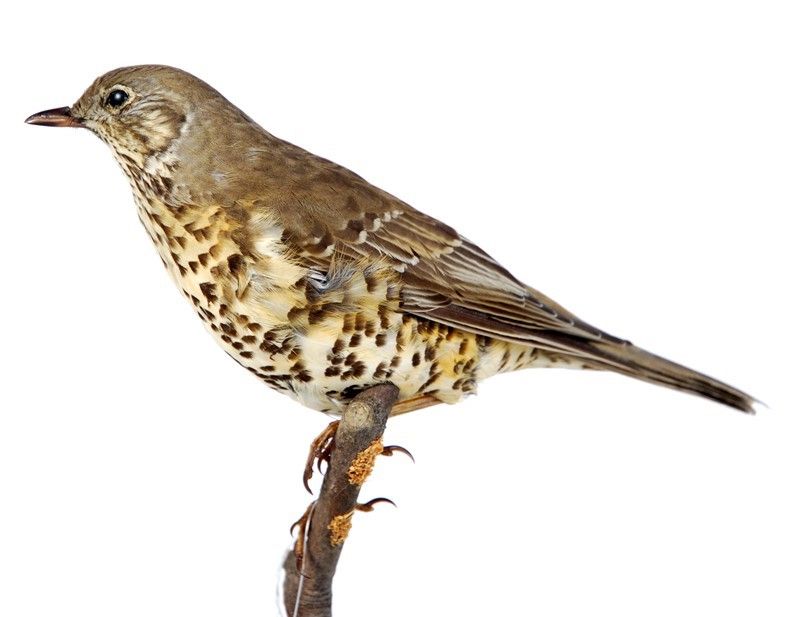 Tordela