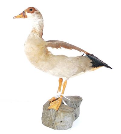Oca Egiziana
