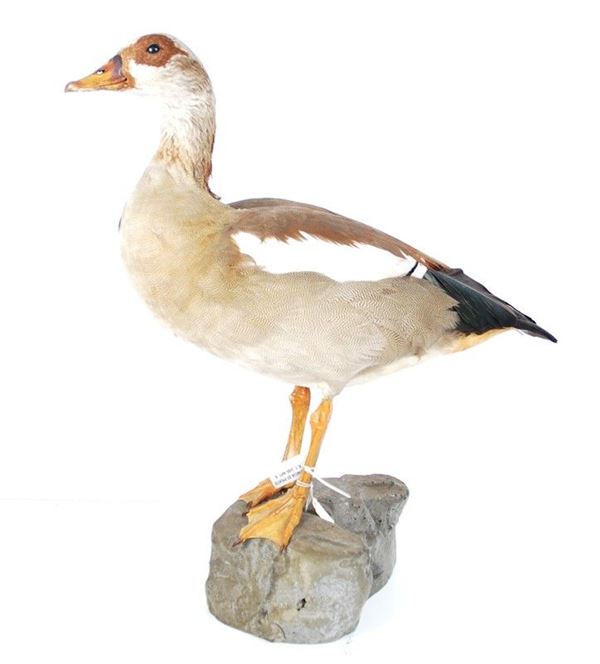 Oca egiziana