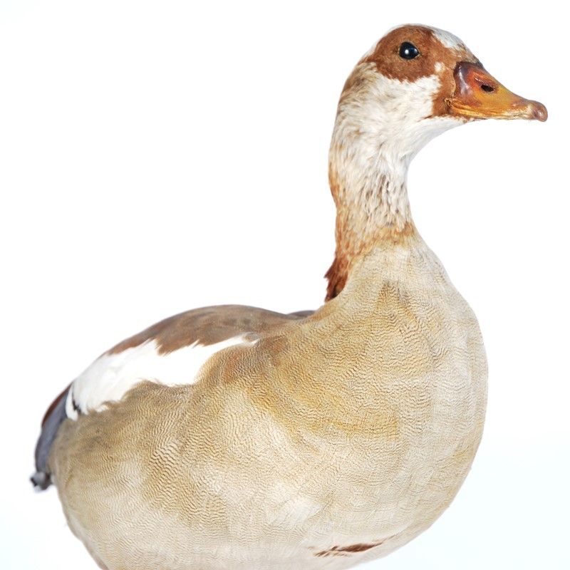 Oca Egiziana