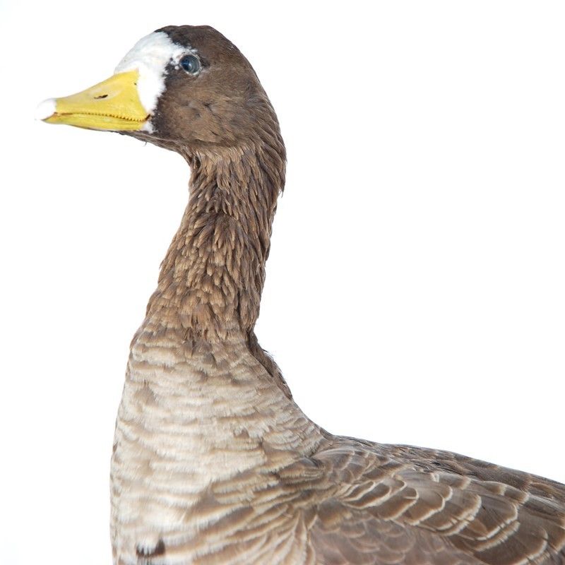 Oca Lombardella