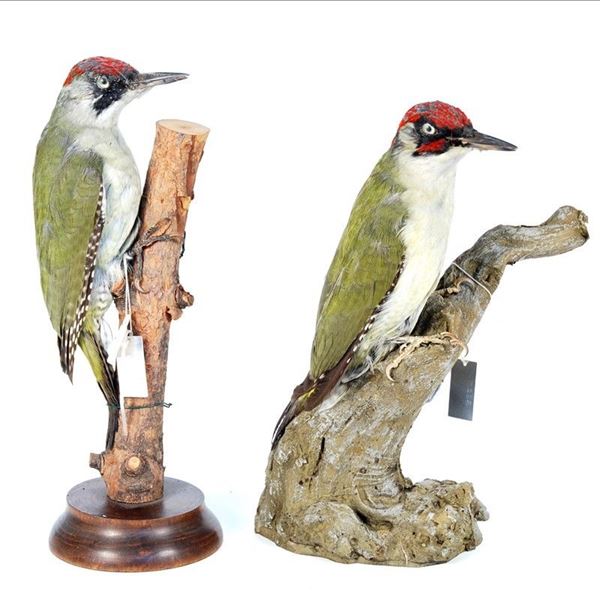 2 picchio verde