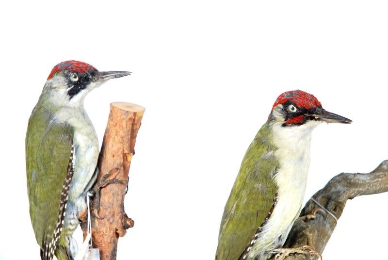 2 Picchio Verde