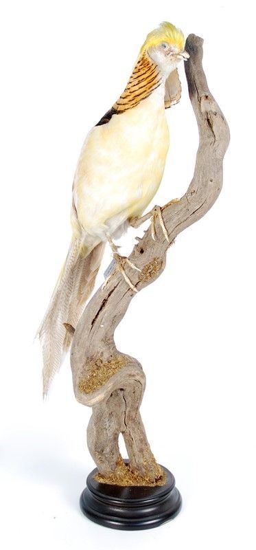 Fagiano dorato albino