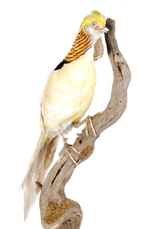 Fagiano Dorato Albino