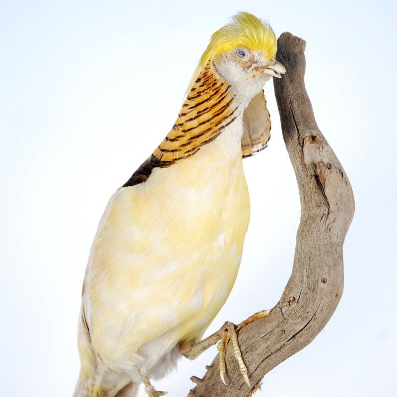 Fagiano Dorato Albino