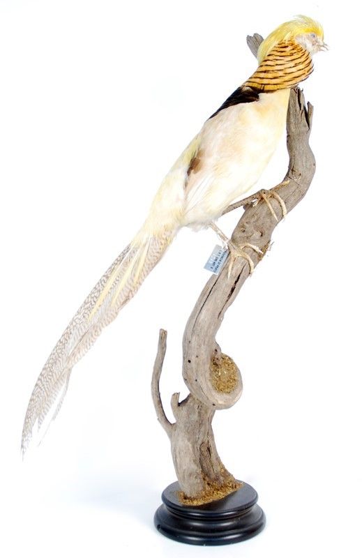 Fagiano Dorato Albino