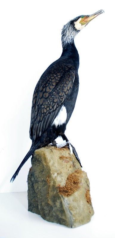 Cormorano