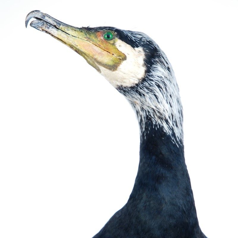 Cormorano