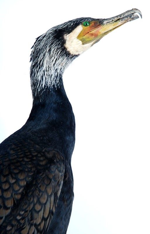 Cormorano