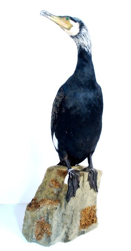 Cormorano