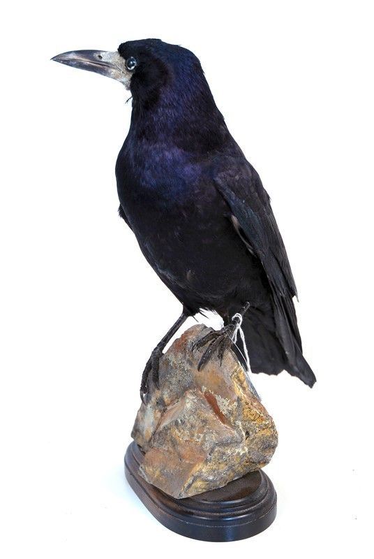 Corvo