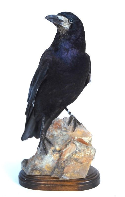 Corvo