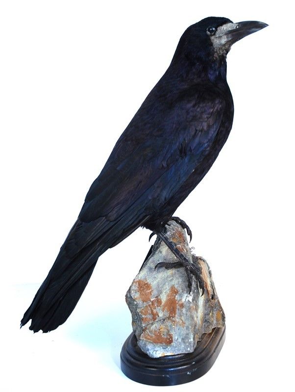 Corvo