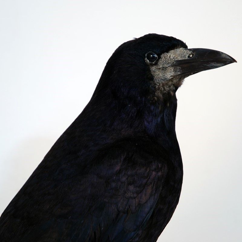 Corvo