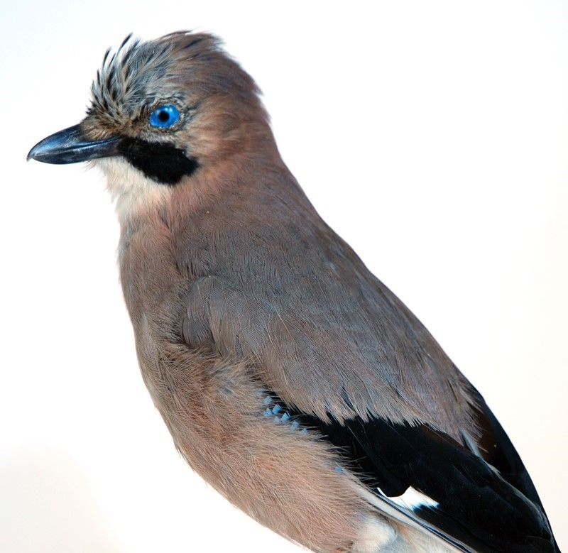 Ghiandaia