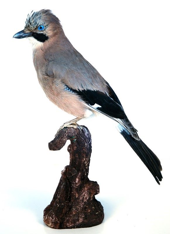 Ghiandaia