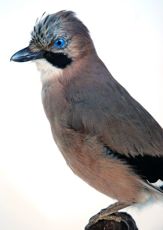 Ghiandaia
