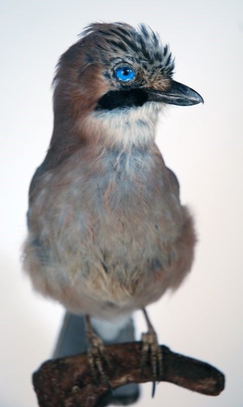 Ghiandaia