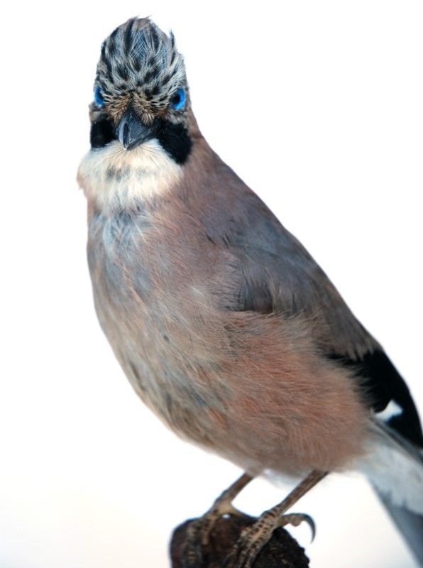 Ghiandaia