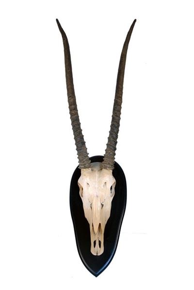 Trofeo con Scudo Kudu