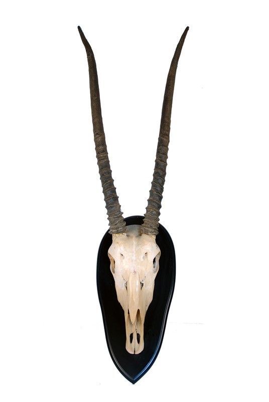 Trofeo con Scudo Kudu