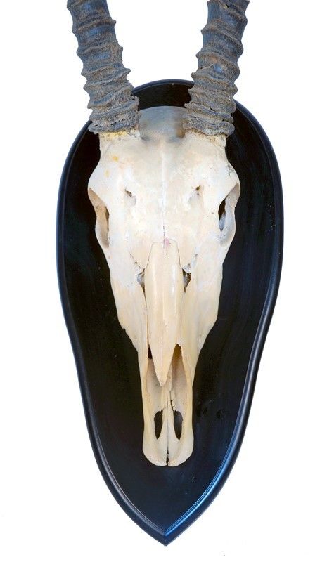 Trofeo con Scudo Kudu