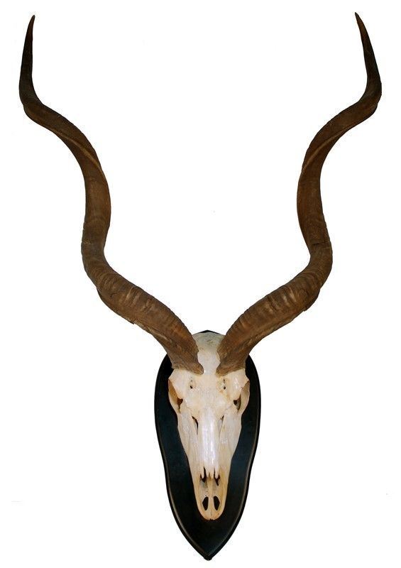 Trofeo con scudo Oryx