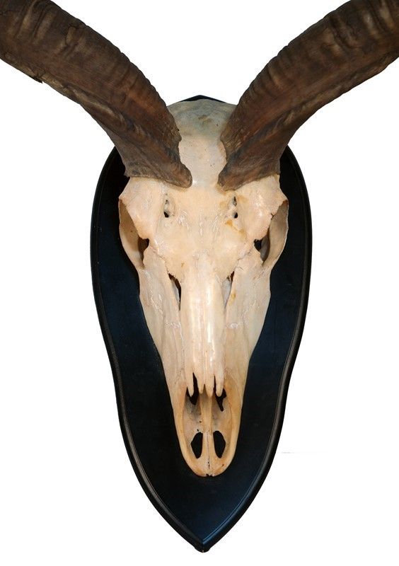 Trofeo con Scudo Oryx