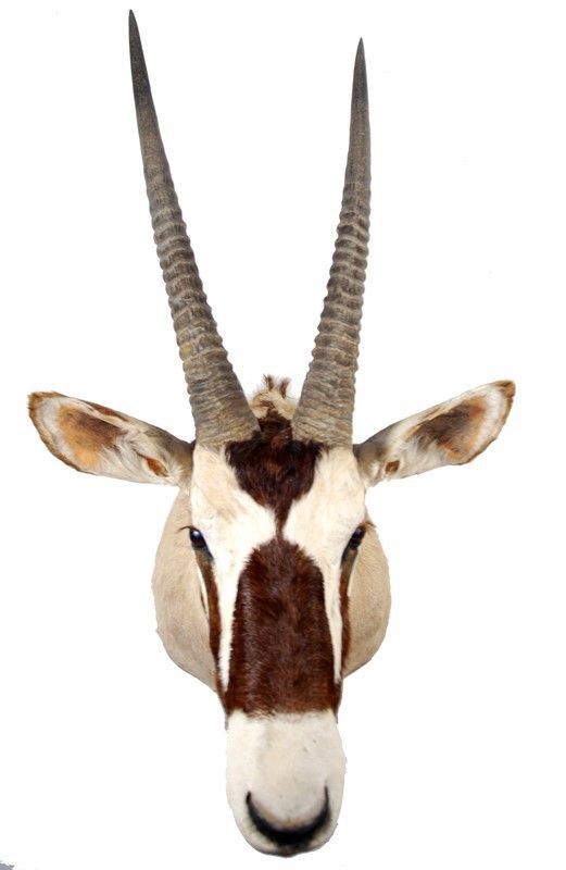Oryx naturalizzato