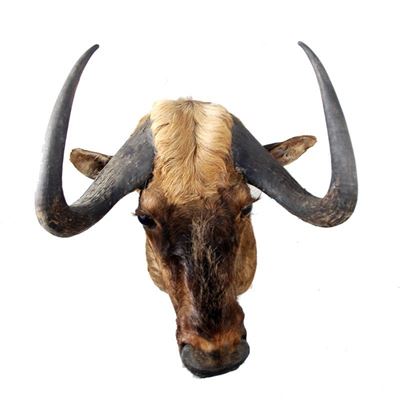 Gnu Nero Naturalizzato