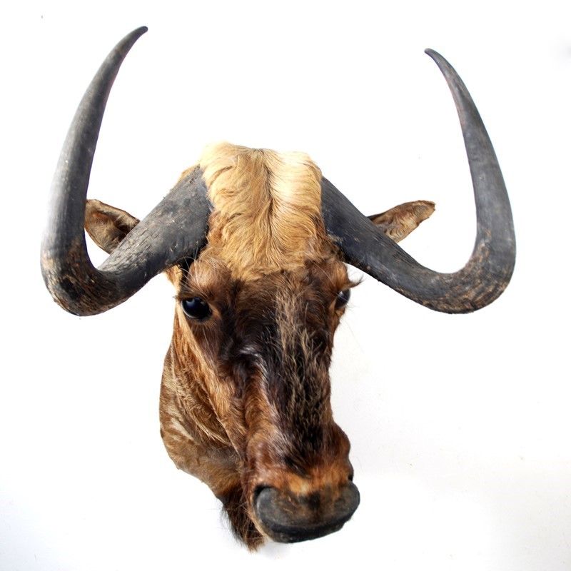 Gnu Nero Naturalizzato