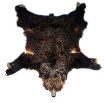 Orso Bruno Naturalizzato Tappeto