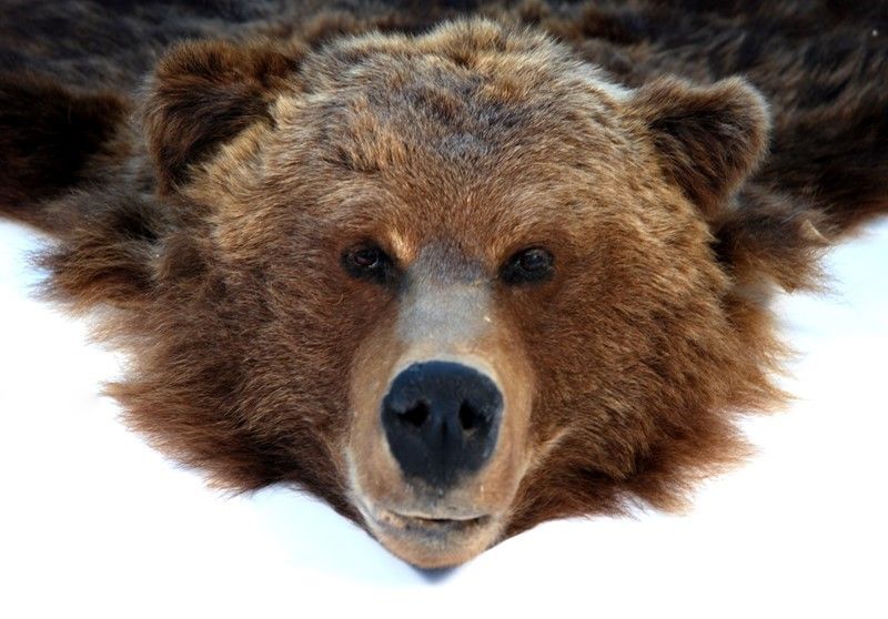 Orso Bruno Naturalizzato Tappeto
