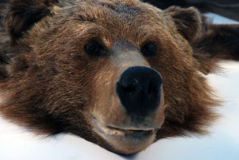 Orso Bruno Naturalizzato Tappeto