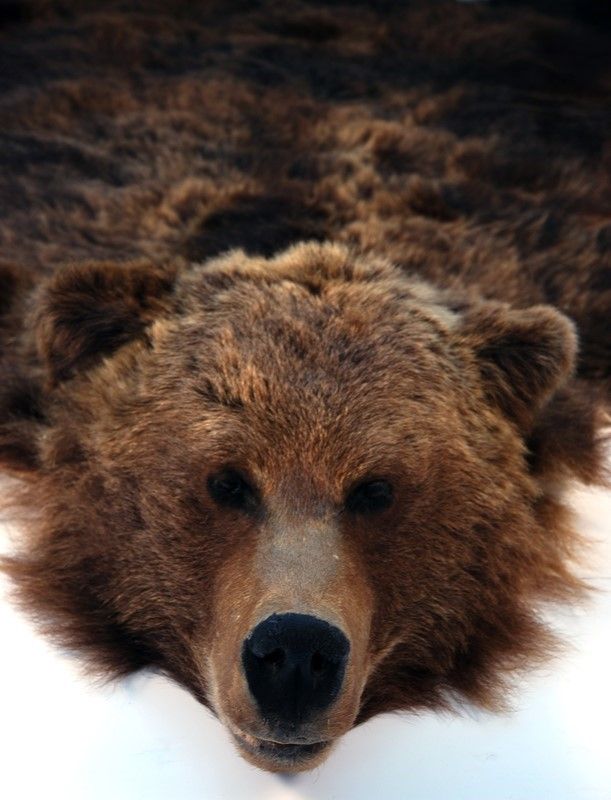 Orso Bruno Naturalizzato Tappeto