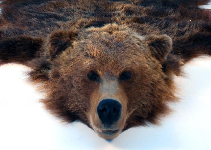 Orso Bruno Naturalizzato Tappeto