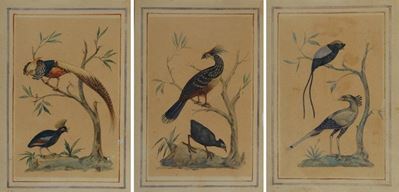 Studi di Uccelli Esotici