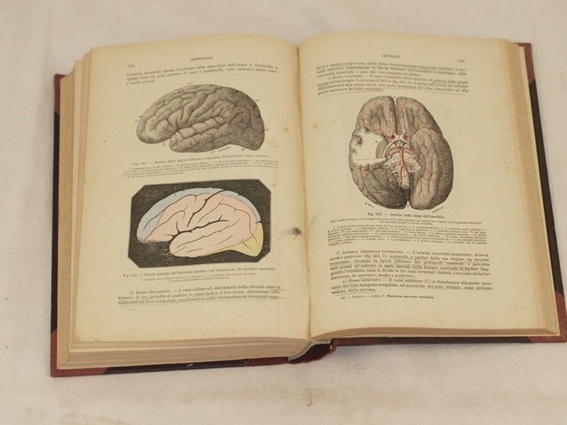 Anatomia Umana