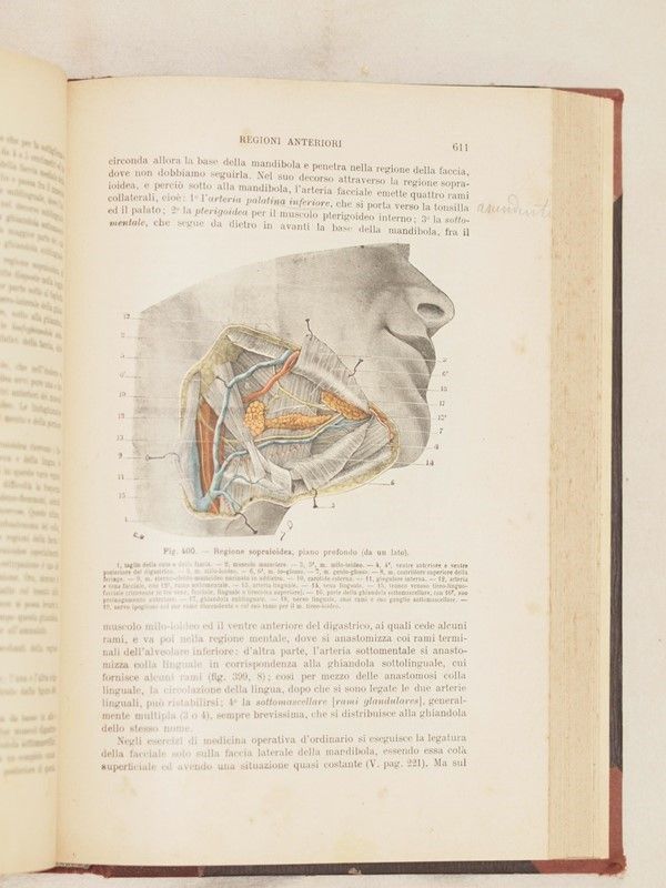 Anatomia Umana