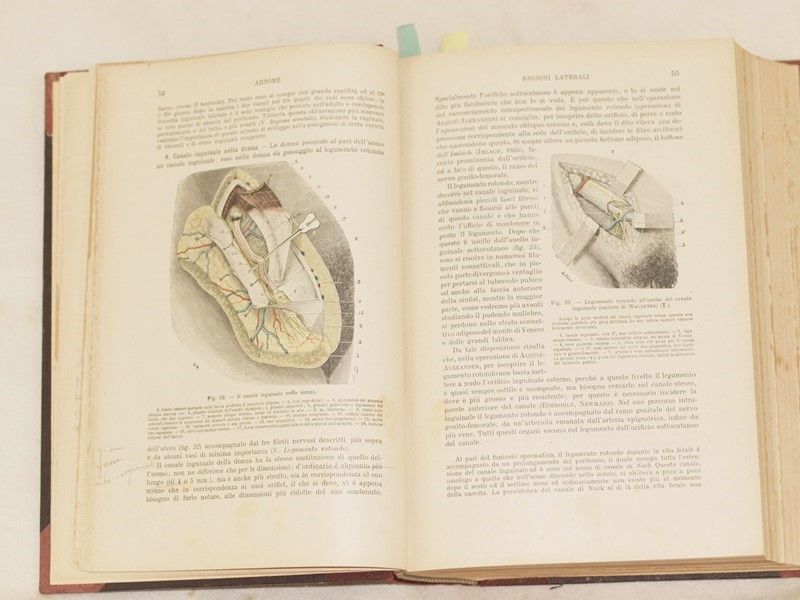 Anatomia Umana