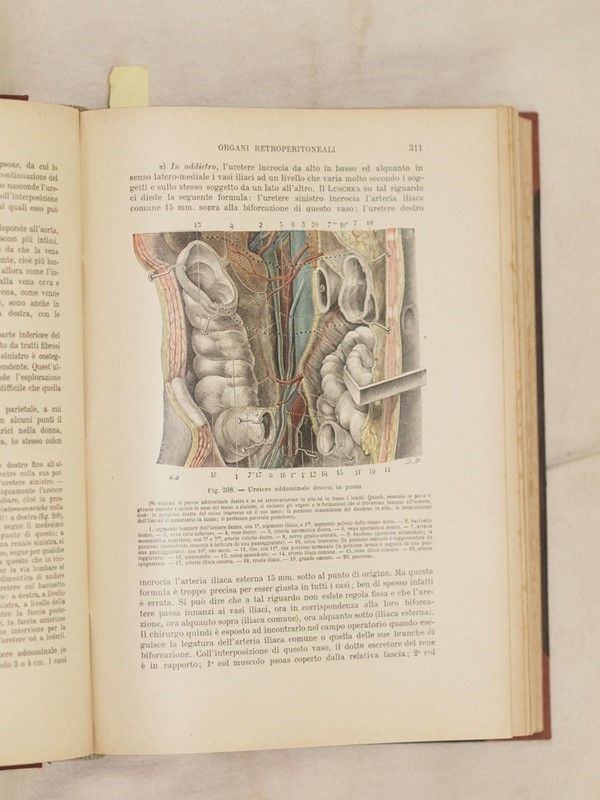 Anatomia Umana