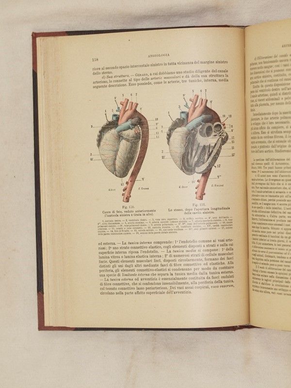 Anatomia Umana