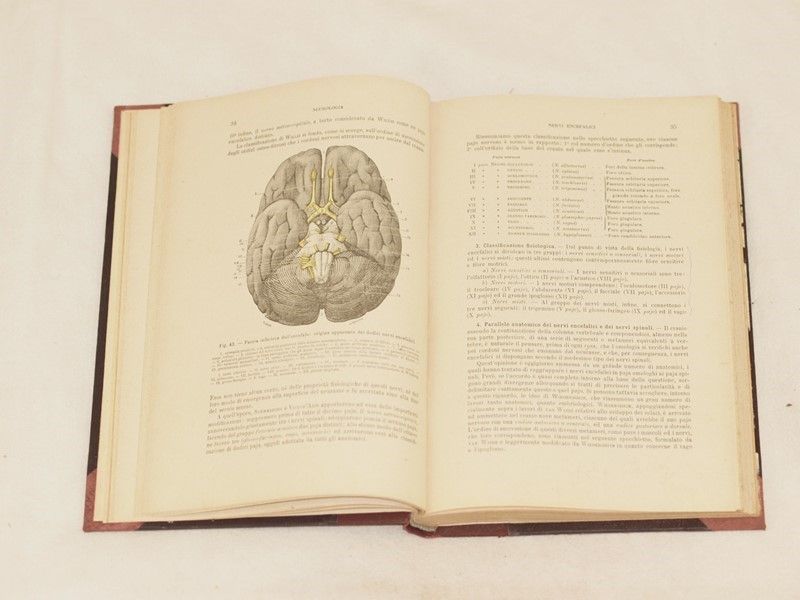 Anatomia Umana