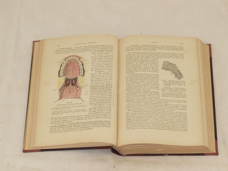 Anatomia Umana