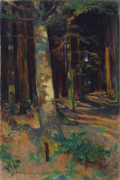 Luci nel Bosco