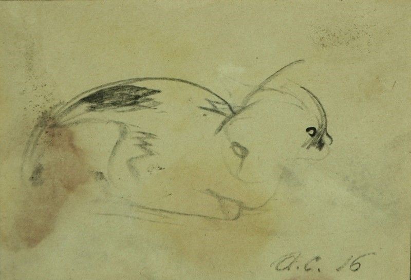 Arturo Checchi - Gattino