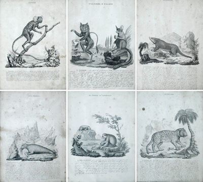Sei Stampe di Animali