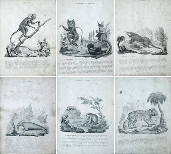 Sei stampe di animali