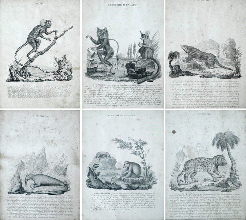 Sei Stampe di Animali